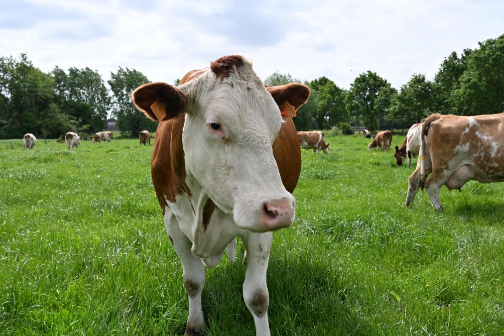 De 80 Fleckvieh-runderen van Hoeve Pante krijgen elke dag een vers perceel om te grazen. Met 21 afgebakende perceeltjes duurt het 3 weken voor de koeien terugkeren naar het eerste perceel.