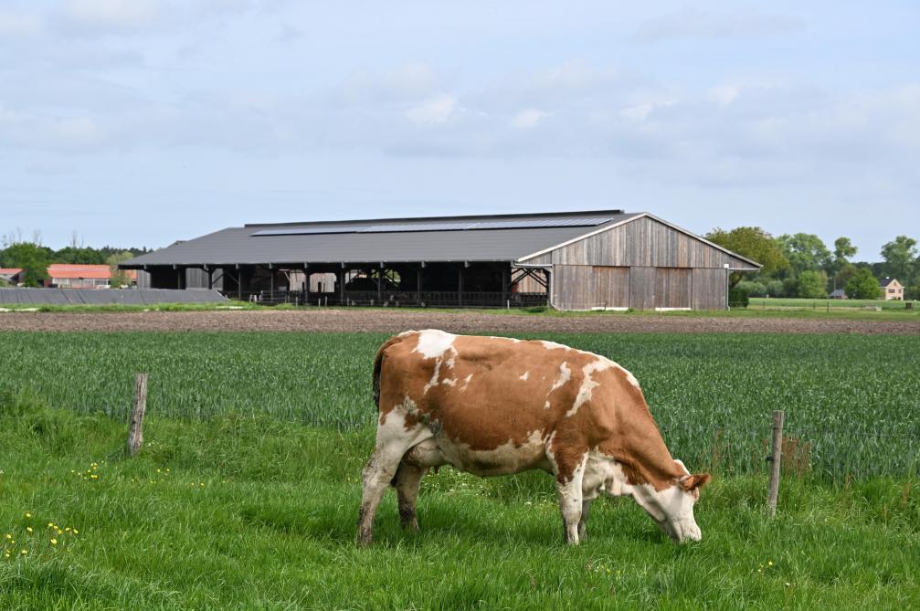 In 2021 maakte Hoeve Pante een groeisprong met de bouw van een grotere, houten stal.