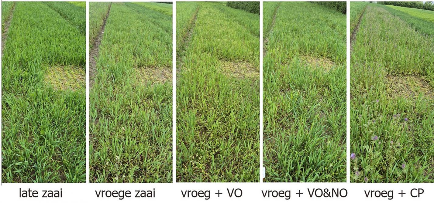Situatie in de wintertarwe op 24 april 2025. Van links naar rechts de objecten late zaai, vroege zaai zonder mechanische onkruidbestrijding, vroege zaai met vooropkomst-wiedeggen, vroege zaai met vooropkomst- en naopkomst-wiedeggen, vroege zaai met facelia en vlas als begeleidende teelten.
