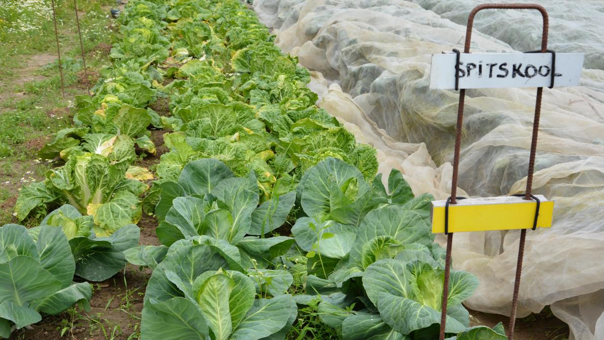 Bij Den Diepen Boomgaard worden op 2 ha biologische groenten zoals spitskool, kruiden en fruit geteeld.