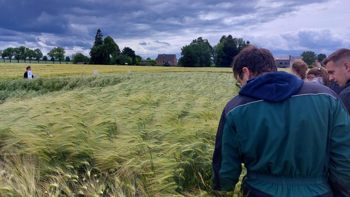 Bij de teelt van wintergerst maakt het een verschil uit of een ras tolerant is voor dan wel resistent is tegen het dwergvergelingsvirus.