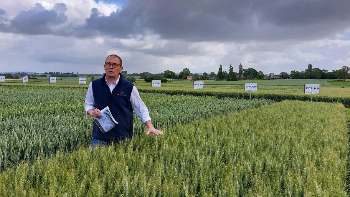 Filip Desmyter lichtte 3 nieuwe tarwevariëteiten toe van Jorion-Philip-Seeds, waarvan er 2 bebaard zijn.