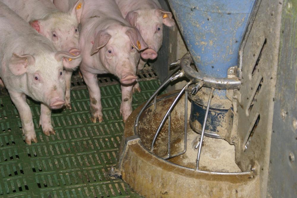 In de praktijk zijn het vooral de kleinere en zwakkere dieren die als eerste problemen ondervinden wanneer de afstelling van de nippel niet correct is.