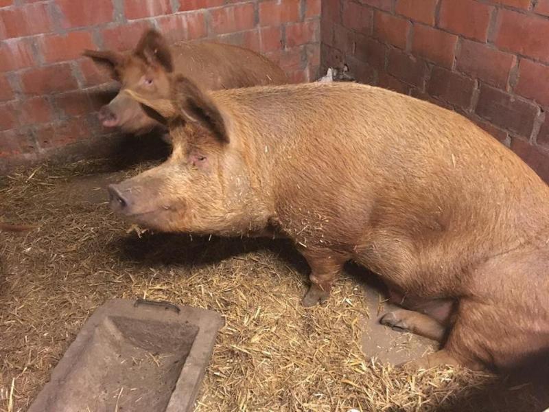 Naast de Piétrain en het Belgisch Landras, zullen voor het eerst ook enkele nieuwe varkensrassen in levende lijve getoond worden op de stand van VPF