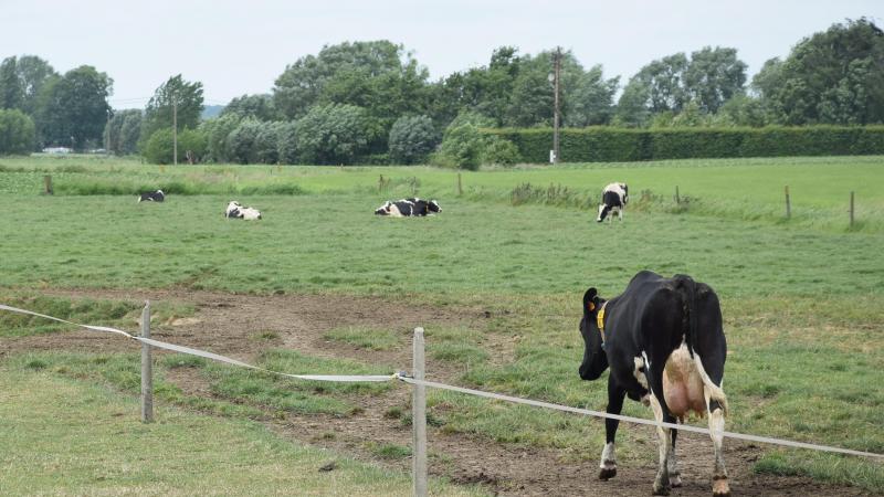 Grasgroeivoorspelling kan melkveehouders helpen bij het plannen van beweiding  en maaien.