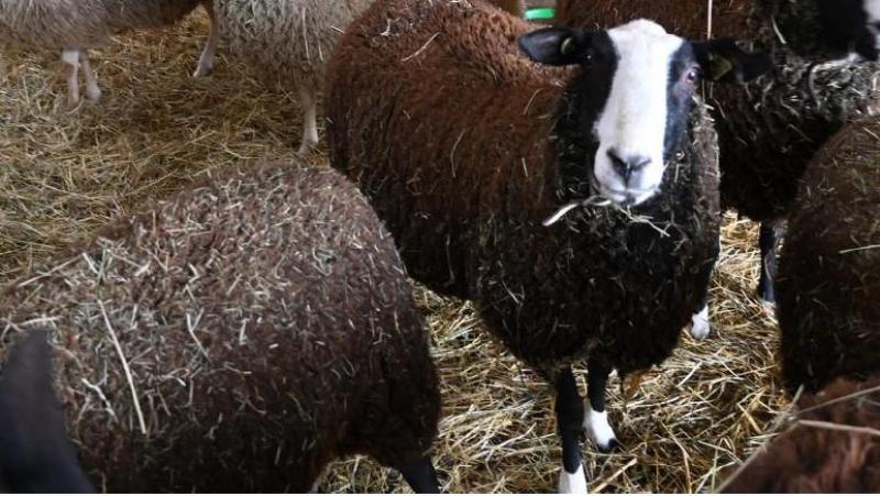 De Zwartbles-ooien staan op een andere plaats, samen met de Belgische melkooien die de vervangooien zijn. Foto: DT