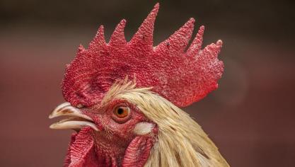 Alle houders van pluimvee worden gevraagd onmiddellijk een dierenarts te contacteren wanneer ze een verhoogde sterfte of ziekte in hun toom opmerken.