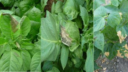 Bladsymptomen veroorzaakt door ozon in aardappelplanten.