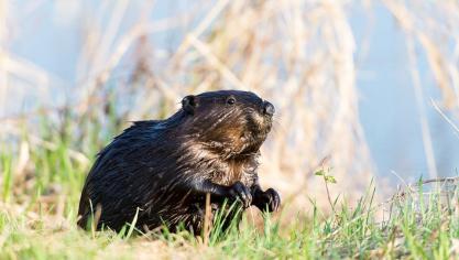 beaver-1997344_960_720
