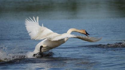 trumpeter-swan-1021029_960_720