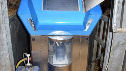 Kalveren van één tot drie maand drinken aan een melkpoederautomaat.
