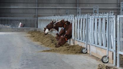 Het gebruik van sensortechnologie is al voor een stuk ingeburgerd in de melkveehouderij. Deze koeien dragen een activiteitsmeter om hun hals die de tochtigheid detecteert.