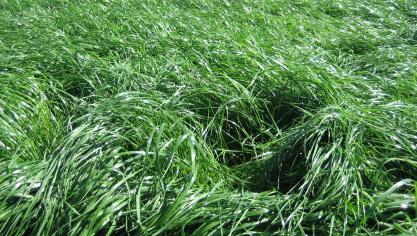 gras2