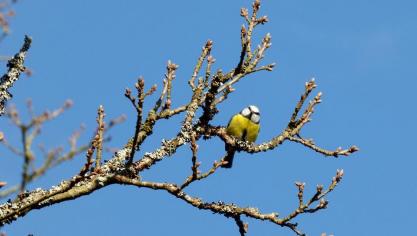 Zowel op het vlak van zon, regen als temperatuur was februari 2017 volstrekt normaal.