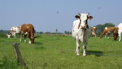 De uitbreiding van het toepassingsgebied van grensbeweiding vergemakkelijkt schaalvergroting om bedrijven efficiënter te maken.