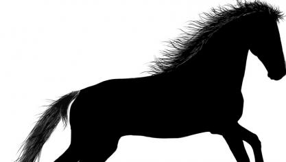 paard2
