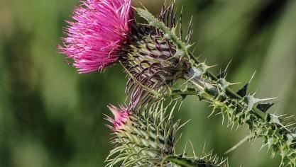 thistle-201844_960_720