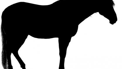 paard3
