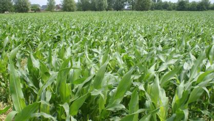 Momenteel is kuilmais met zo’n 176.000 ha één van de belangrijkste voedergewassen in België, maar we botsen tegen de limieten aan van wat op het veld mogelijk is.