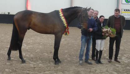 O’Neil van ‘t Eigenlo, de kampioenhengst richting springen.