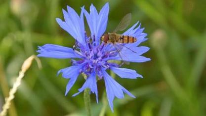 cornflower-1525428__340