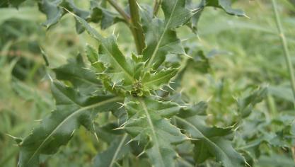 Akkerdistel_R0019841