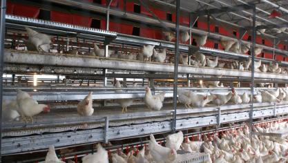 De vogelgriep veroorzaakt grote schade in de pluimveehouderij.