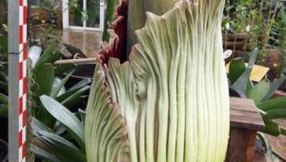 ©Plantentuin van Meise
