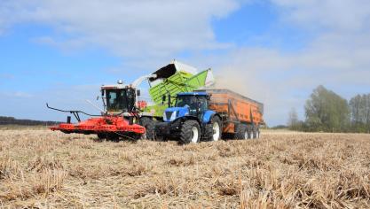 Miscanthus wordt doorgaans eind maart - begin april geoogst.