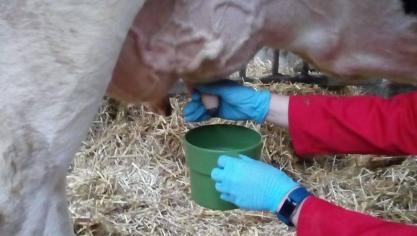Goed voorstralen, bij voorkeur in een voorstraalbeker, is zeer belangrijk om de eerste, cel- en bacterierijke melk te verwijderen om zo een representatief staal te verkrijgen.