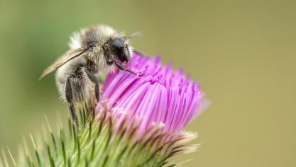 bee-2189340_640