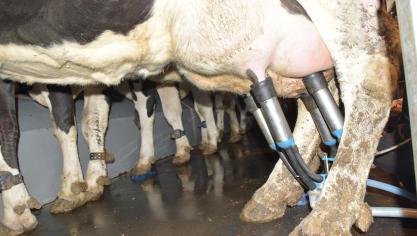 In veel regio’s is momenteel de hoeveelheid geproduceerde melk op de boerderijen te hoog voor de bestaande verwerkings- en marktcapaciteit.