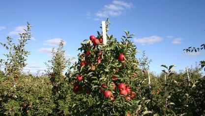 apple-75112_960_720
