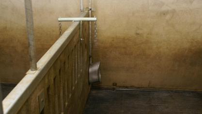 Het niet  doorspoelen  van leidingen  na leegstand  kan zorgen voor nitrietvergiftiging van het  drinkwater.  Ook besmetting van het  drinkwater met spuiwater van de luchtwasser moet met alle middelen  vermeden  worden.