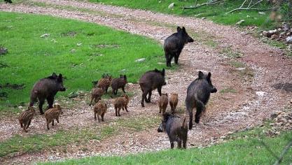 boars-1220118_640