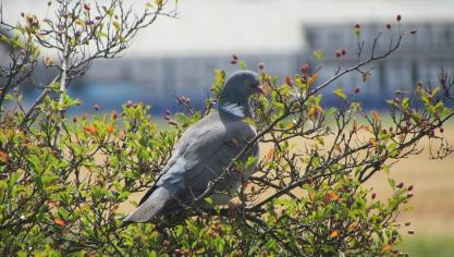 pidgeon-876800_960_720