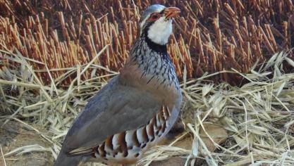 partridge-2018581_960_720