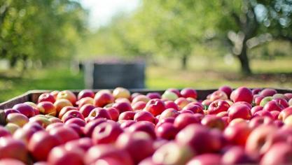apples-1004886_960_720