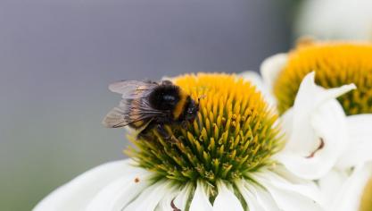 insect-1634681_960_720