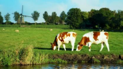 holland-1606601_1920