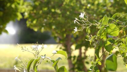 plants-982179_960_720