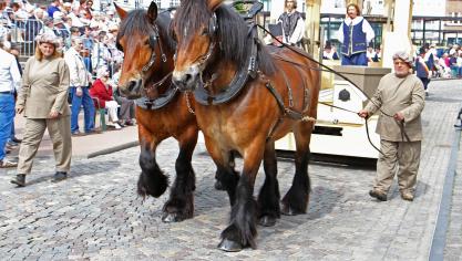 Tweespan van Daniël Van Hulle uit Beernem tijdens de laatste Hanswijkprocessie in Mechelen.
