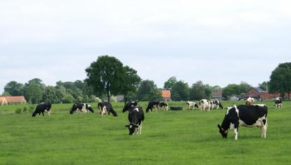 LTO merkt op dat de prijzen op de zuivelmarkt momenteel een sterk opgaande lijn laten zien.