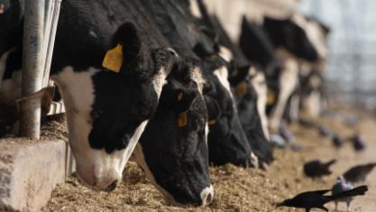 Onderzoekers van de Universiteit Gent hebben een nieuwe, natuurlijke techniek ontwikkeld om meer gezonde vetzuren in melk, kaas en rundvlees op te nemen.