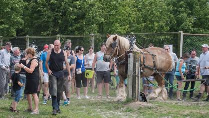 Veel belangstelling voor het Belgisch Trekpaard op de Open Stoeterijendag te Londerzeel.
