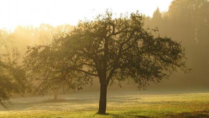orchard-418888_960_720