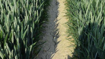 De hogere temperaturen zorgen voor meer verdamping bij de planten, maar ook van het bodemvocht.