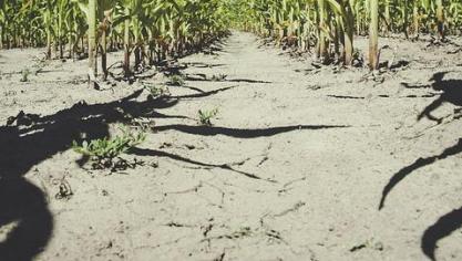 corn-1408154_960_720