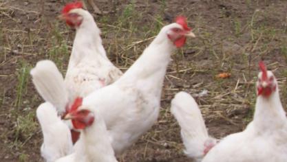 2614 pluimvee buitenloop 1