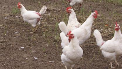 2614 pluimvee buitenloop 1